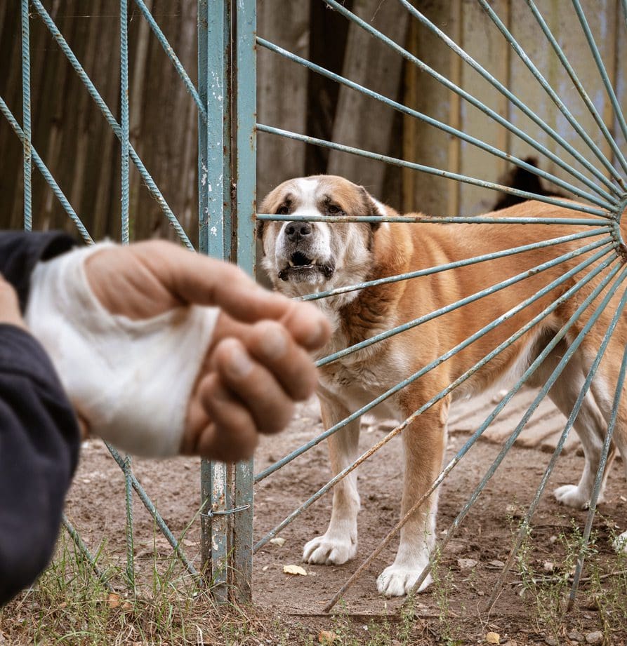 Dog Bite/Animal Attack Dog Bite/Animal Attack