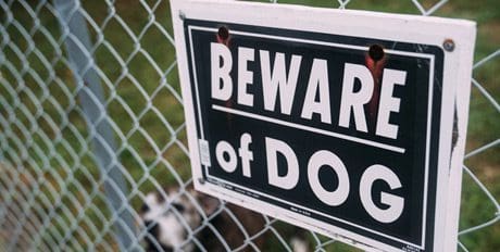Animal Attack Dog Bite/Animal Attack