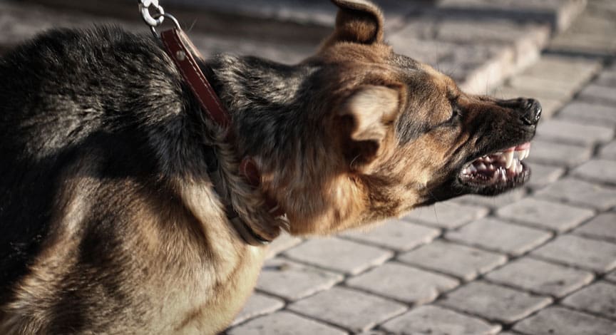 dog-on-a-leash-barking-and-lunging-on-a-cobblestone-street